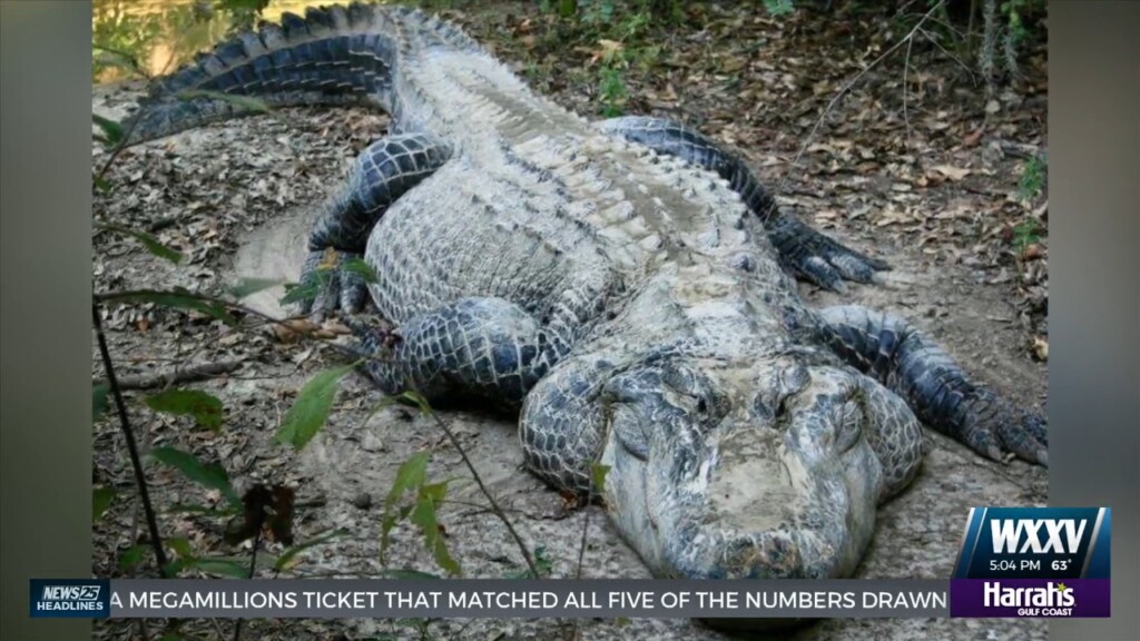 Chomper The Alligator Dies At 64 After Spending Entire Life At Pine Hills Nursey In Pass Christian