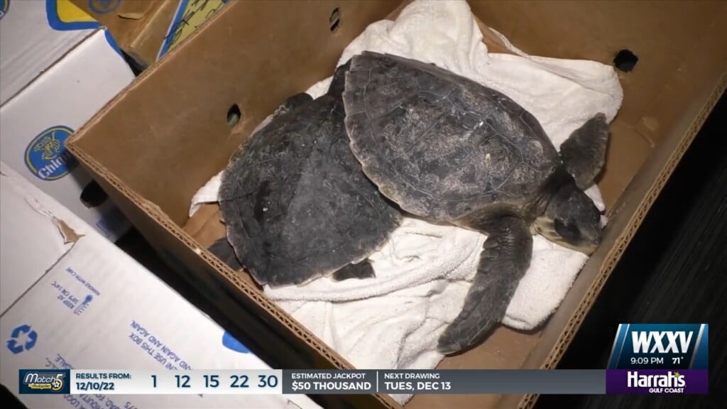 Cold Stunned Turtles Make Their Way To The Gulf Coast