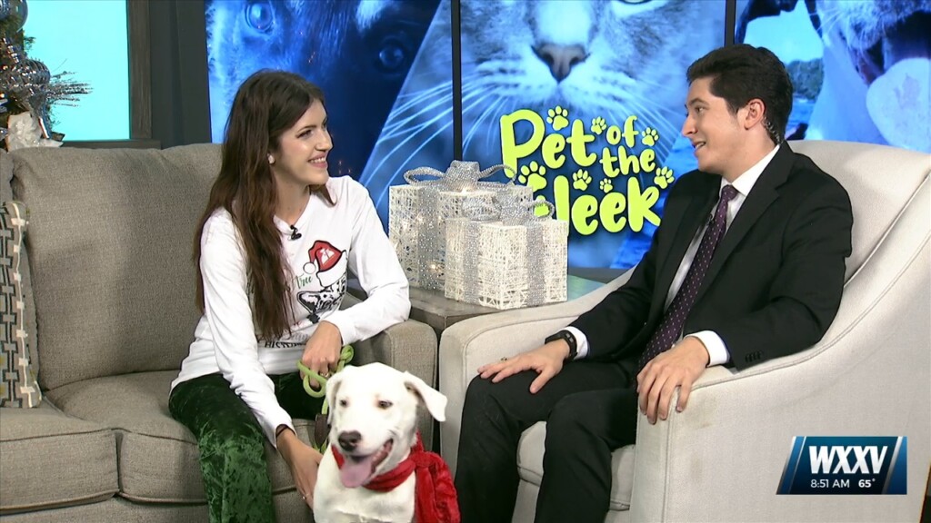 Pet Of The Week: Frosty The Dog Is Looking For A Forever Home!