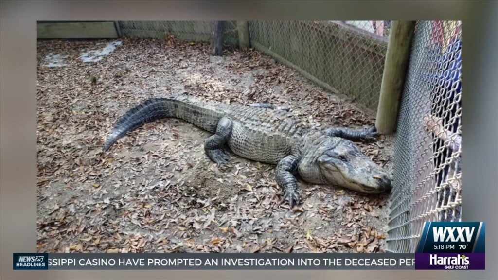 Remembering Chomper The Alligator’s Legacy On The Gulf Coast