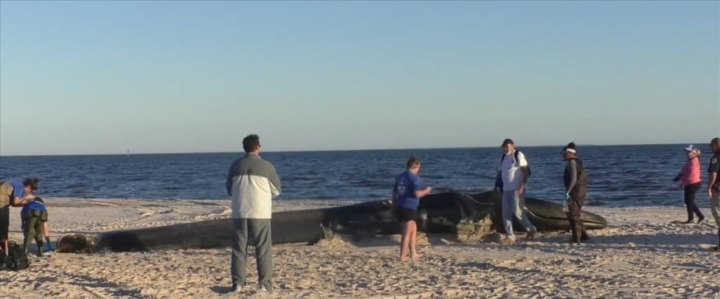Fin Whale Found On The Beach In Pass Christian