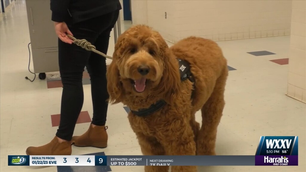 Trent Lott Academy In Pascagoula Welcomes Therapy Dog