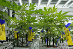 Medical Marijuana