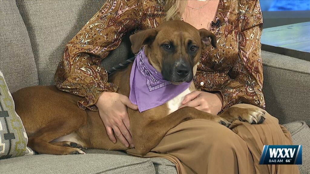 Pet Of The Week: Randi Is Looking For A Forever Home!