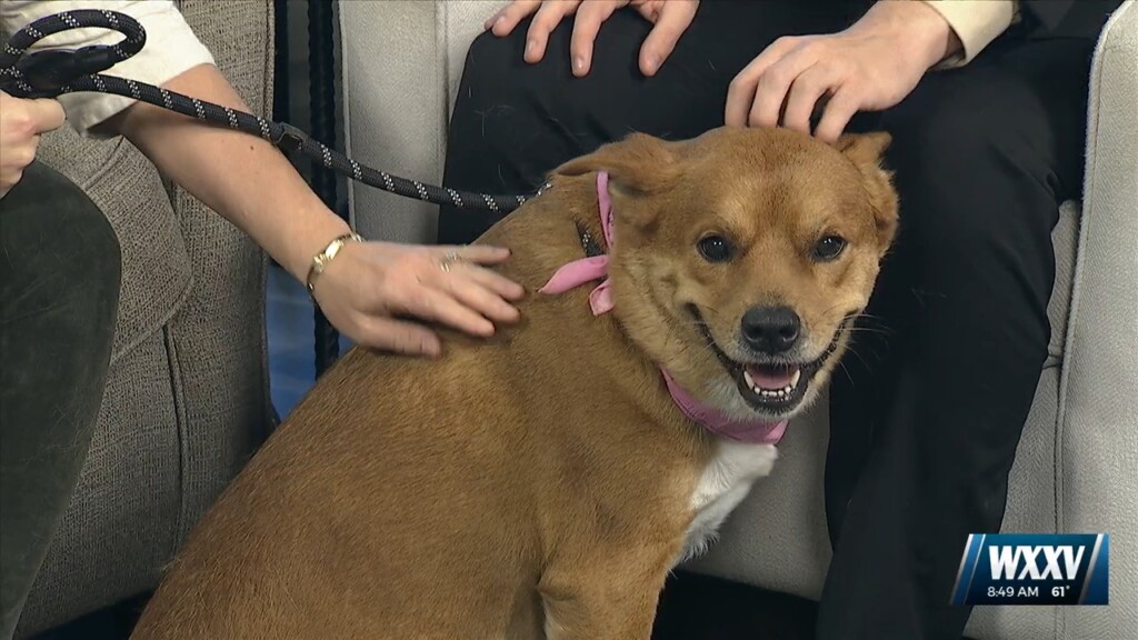 Pet Of The Week: Ginger Is Looking For A Forever Home
