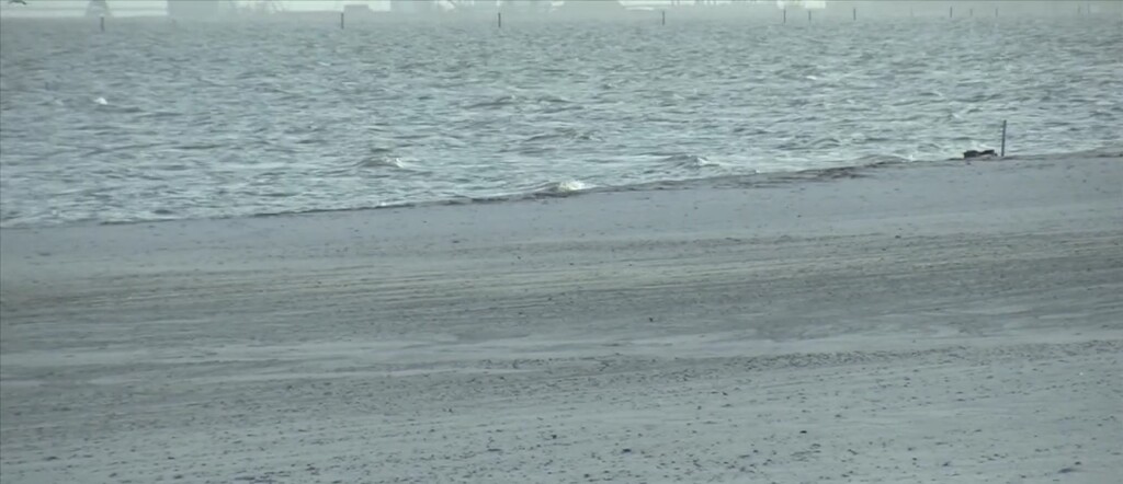 Baby Dolphin Found On The Beach In Pass Christian
