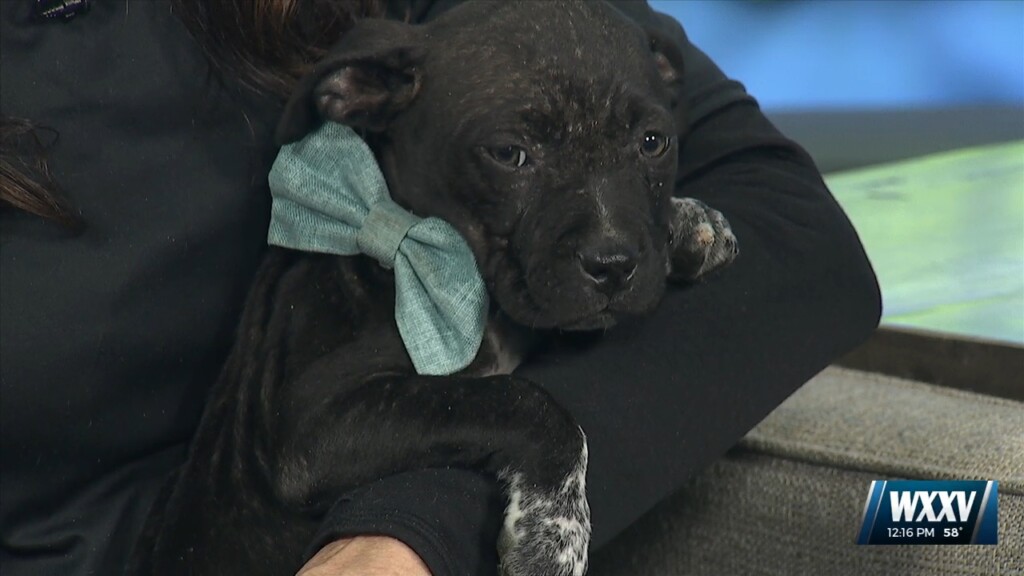 Pet Of The Week: Dante Is Looking For A Forever Home