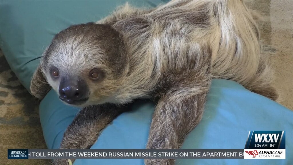 Wild Acres Celebrate Sammy The Sloth’s Third Birthday