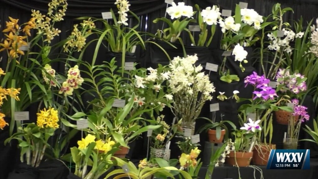 43rrd Gulf Coast Orchid Show This Weekend In Gautier