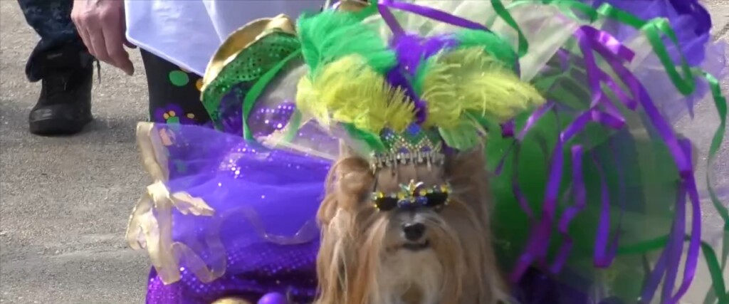 Seventh Annual Bow Wow Pawrade Happening Sunday In Biloxi