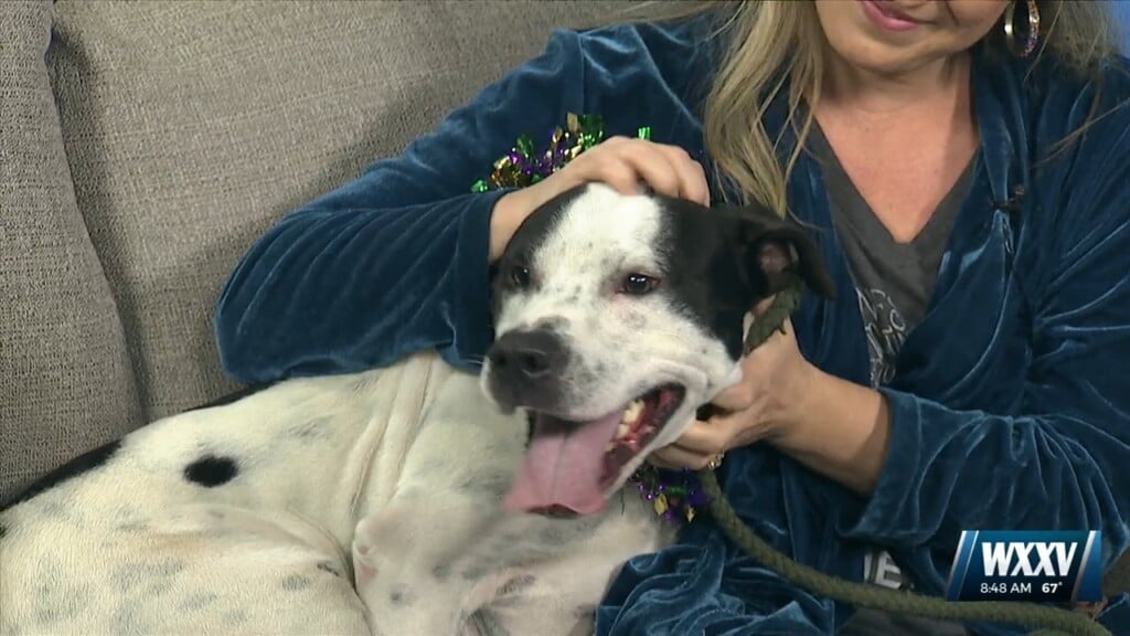 Pet Of The Week: Moonpie Is Looking For A Forever Home
