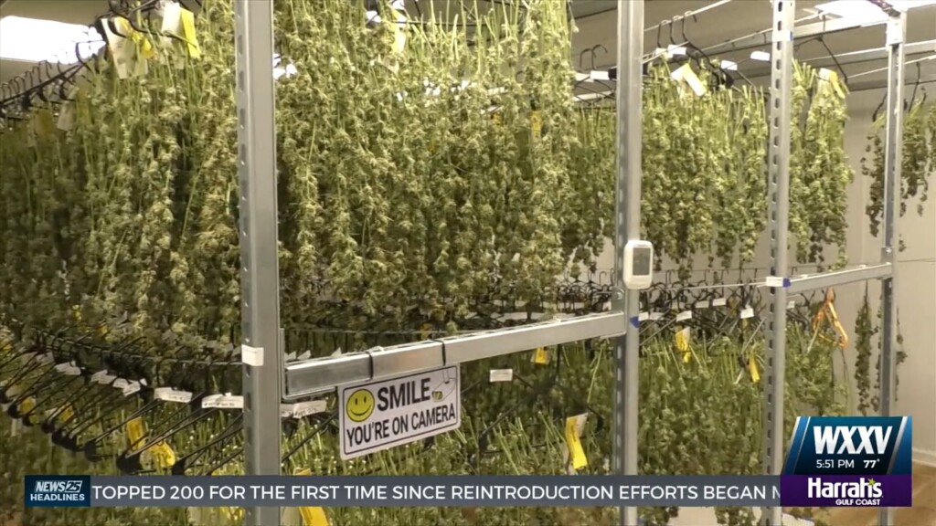 A Look At Growing Cannabis At Southern Grown Therapeutics