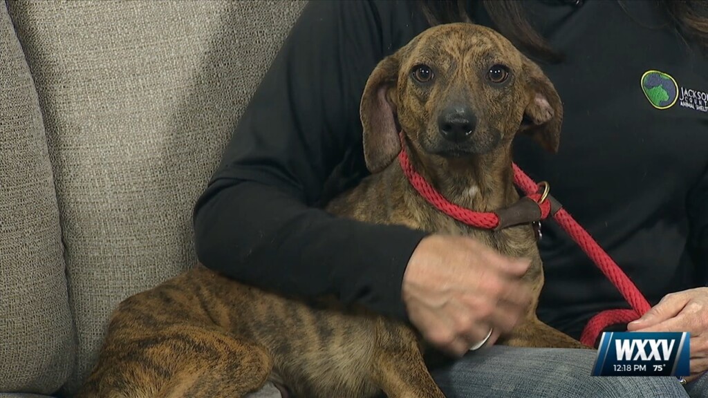 Pet Of The Week: Maggie Is Looking For A Forever Home!