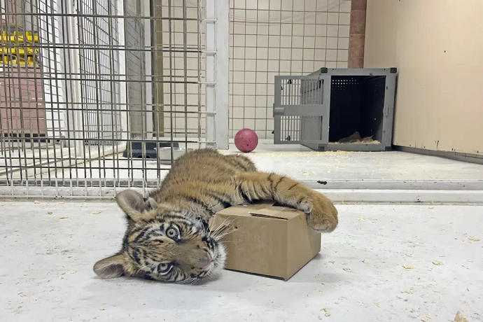 Tiger Cub