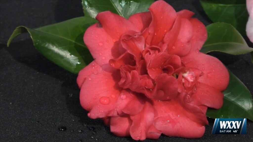 Camellia Society Annual Show In Gulfport