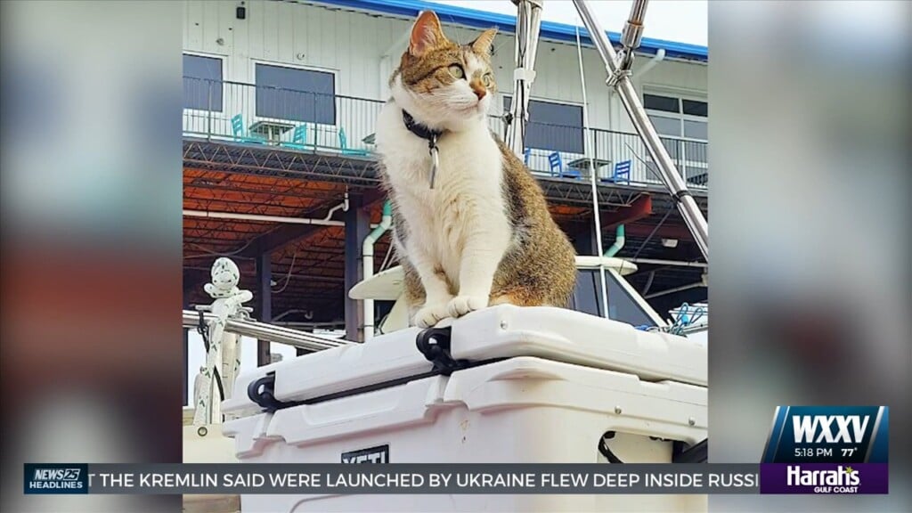 Libby The Sailing Cat Is A Popular Face Around The Biloxi Harbor