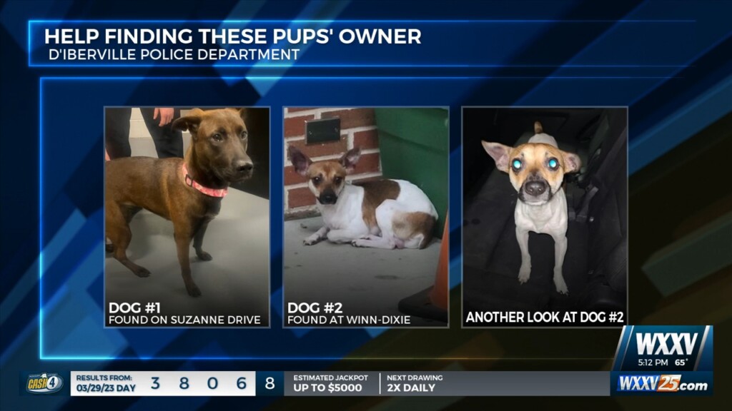 D’iberville Pd Searching For Owners Of Two Pups