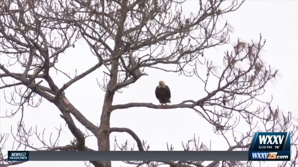 Eaglets At Sandhill Crane Wildlife Refuge Receive Gps Solar Transmitters For Migration