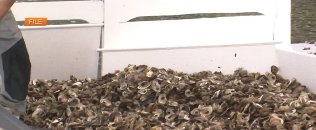 First Oyster Shell Recycling Program Coming To Mississippi