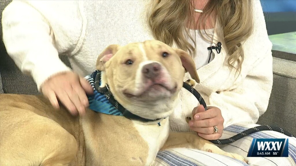 Pet Of The Week: Mellow Is Looking For A Forever Home!