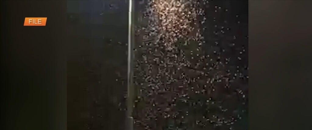 Mitigating Risks As Termite Season Approaches