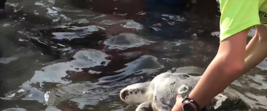 Endangered Turtles Rehabbed By Ms Aquarium Released Into The Ms Sound