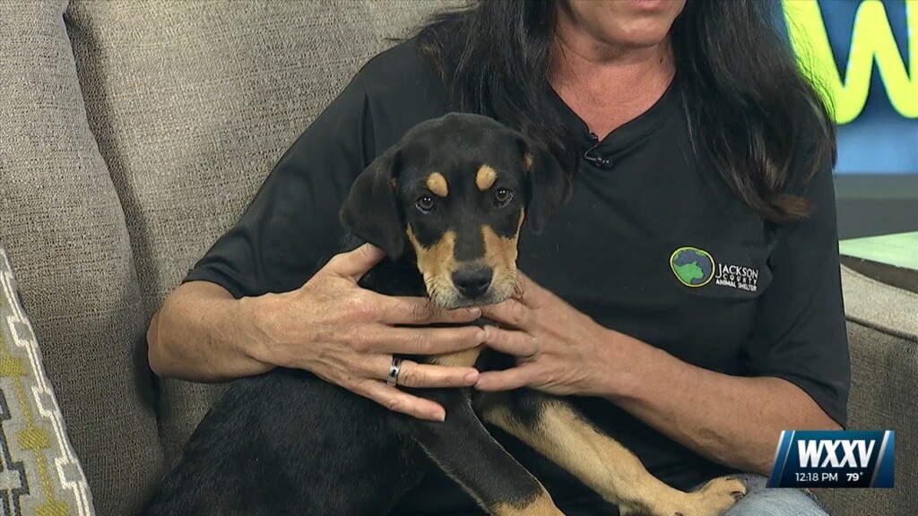 Pet Of The Week: Bon Jovi Is Looking For A Forever Home!