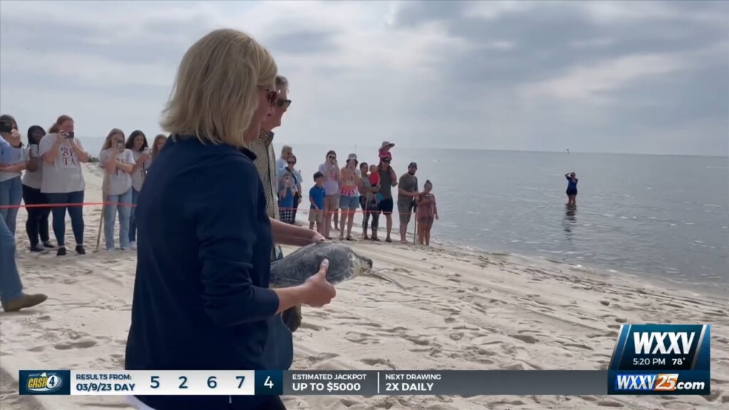 Imm Releases Kemp’s Ridley Sea Turtle