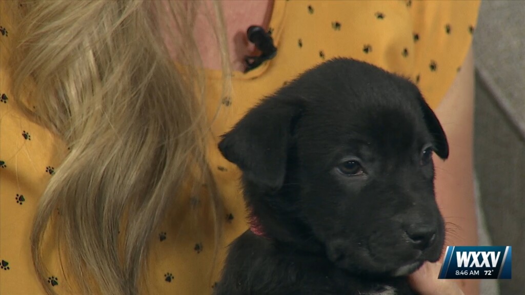 Pet Of The Week: Bane And Persephone Are Looking For Forever Homes!