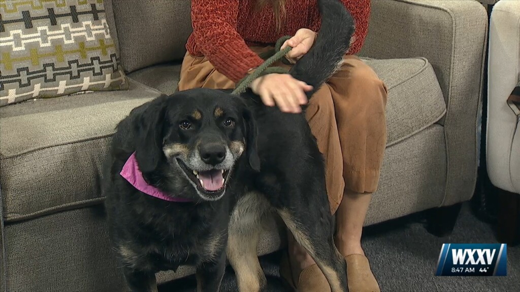 Pet Of The Week: Nebbie Is Looking For A Forever Home!