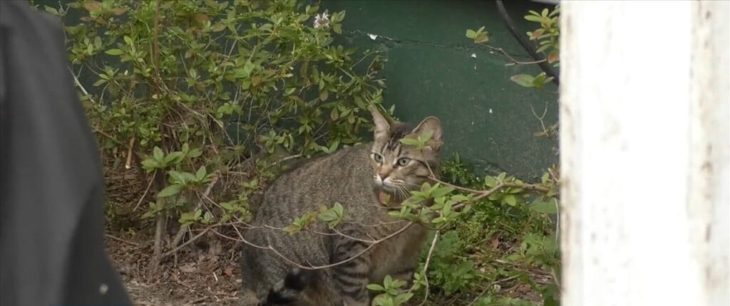 Fixin’ The Coast Looking To Better The Cat Community
