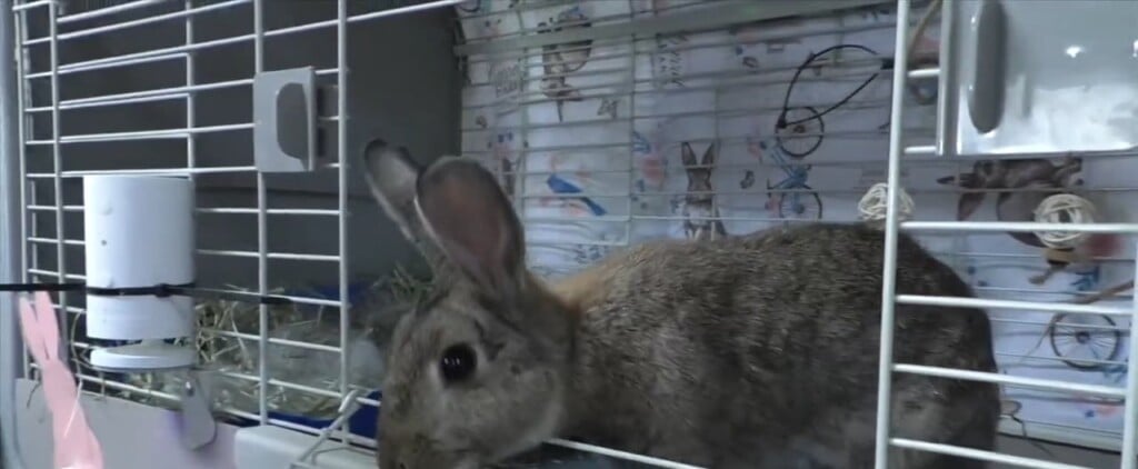What To Consider Before Purchasing A Bunny This Easter