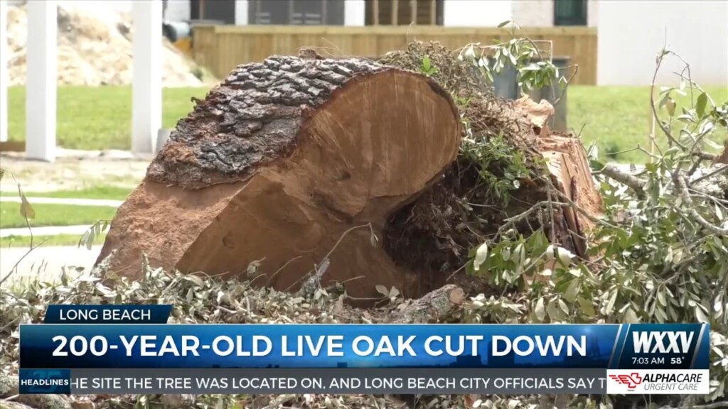 Long Beach Live Oak Cut Down