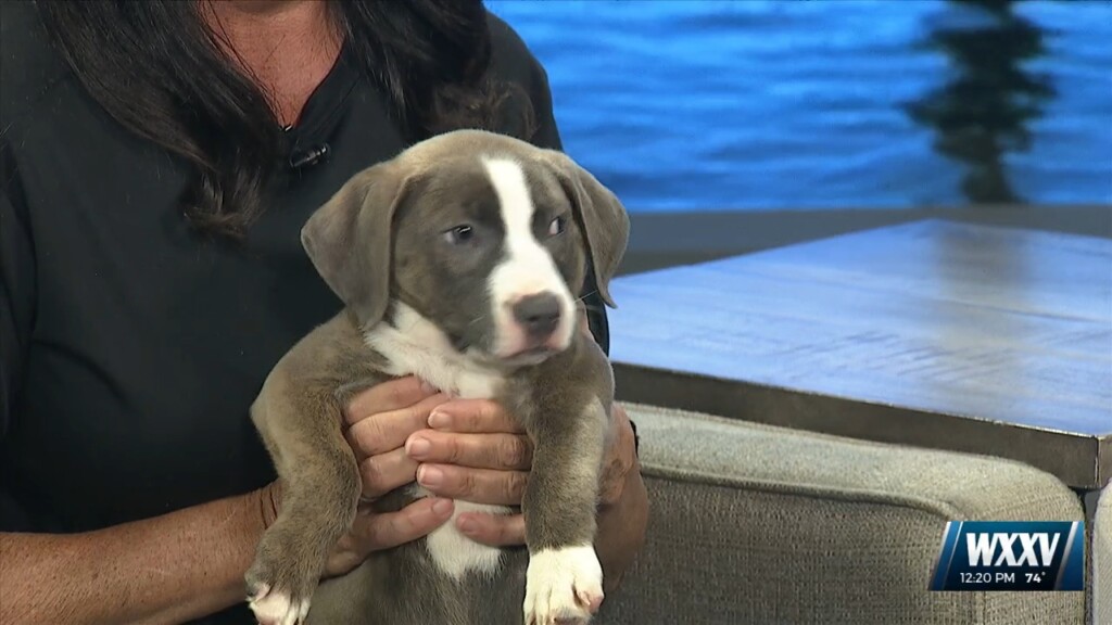 Pet Of The Week: Olivia Is Looking For A Forever Home!