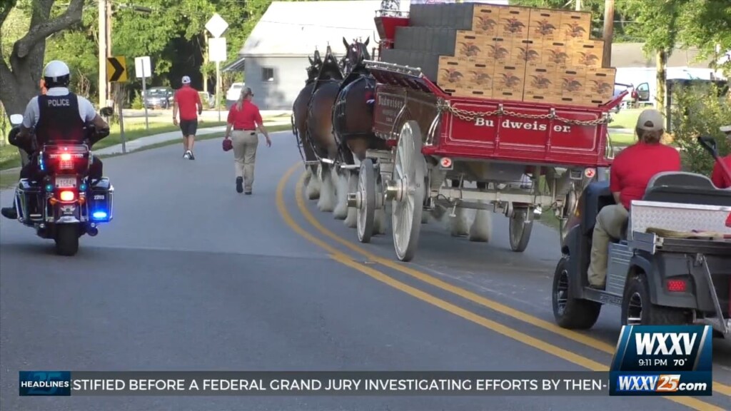 Budweiser Clydesdales Parade Through Ocean Springs