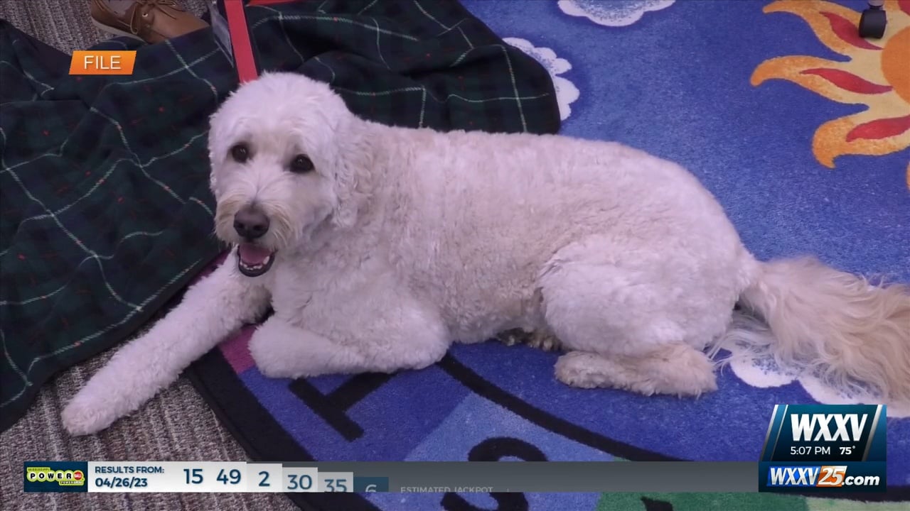 Biloxi mayor proclaims April 30th as National Therapy Dog Day WXXV