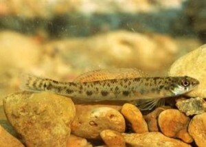 Pearl Darter
