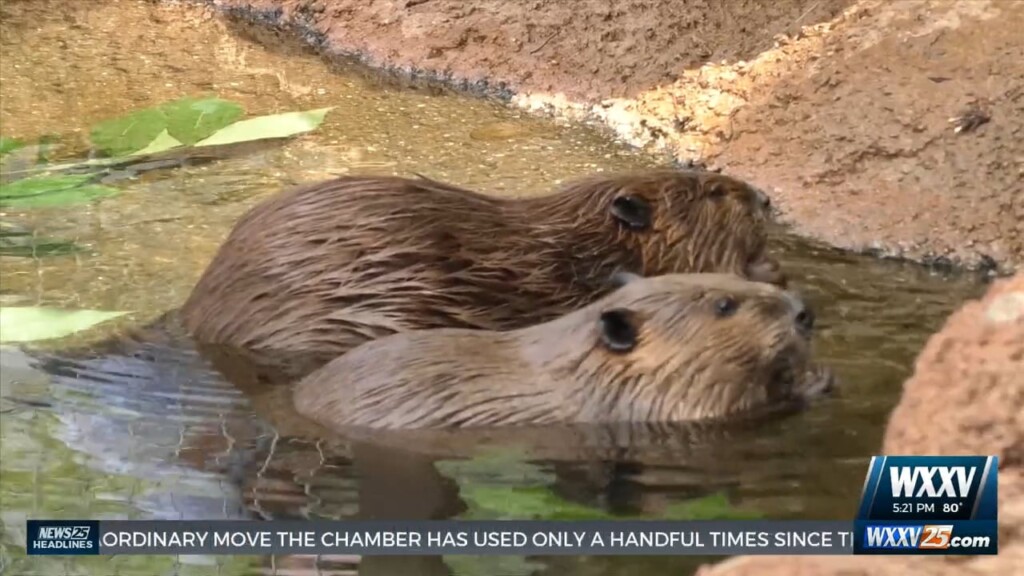 Mississippi Aquarium Welcomes Three New Beavers