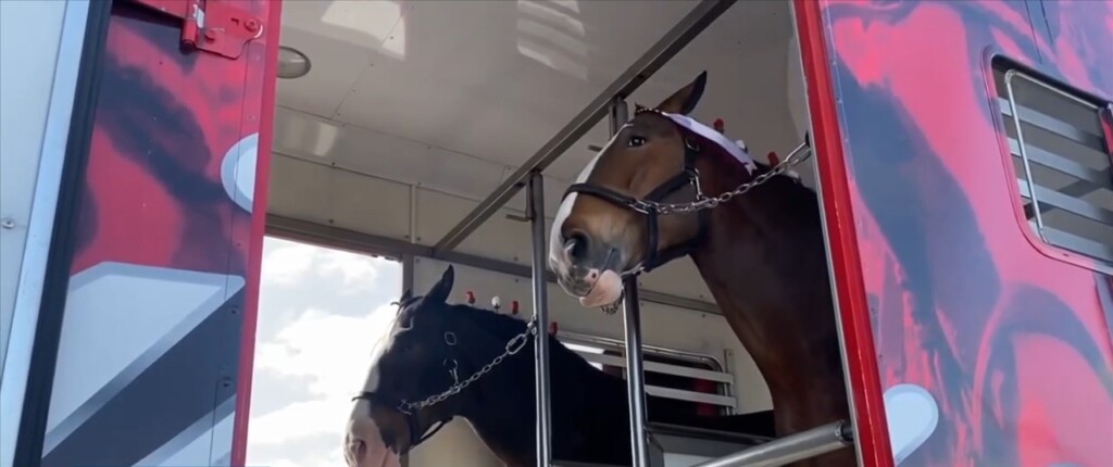 Budweiser Clydesdales Gallop To The Coast