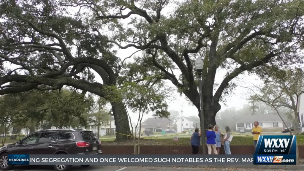 Nonprofit Organization Stands Up Against Cutting Of Oak Tree In Long Beach