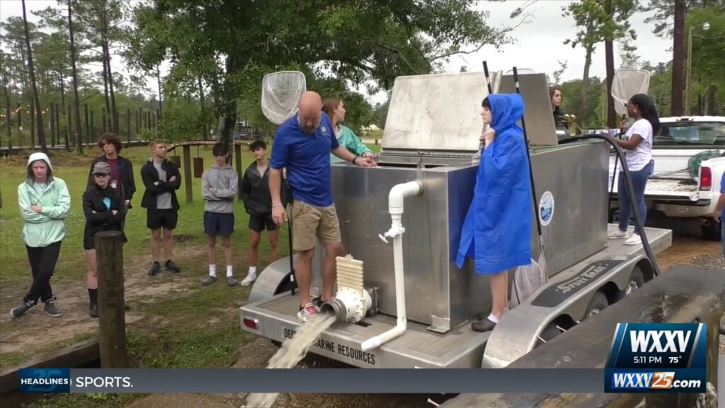 Ocean Springs Aquaculture Program Release Striped Bass Into The Wild