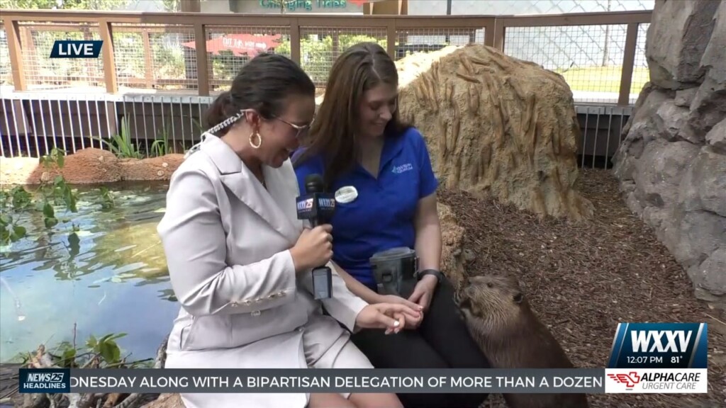 Meet The Beaver Brothers At The Mississippi Aquarium