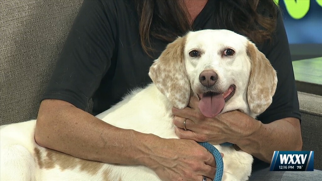 Pet Of The Week: Lady Is Looking For A Forever Home