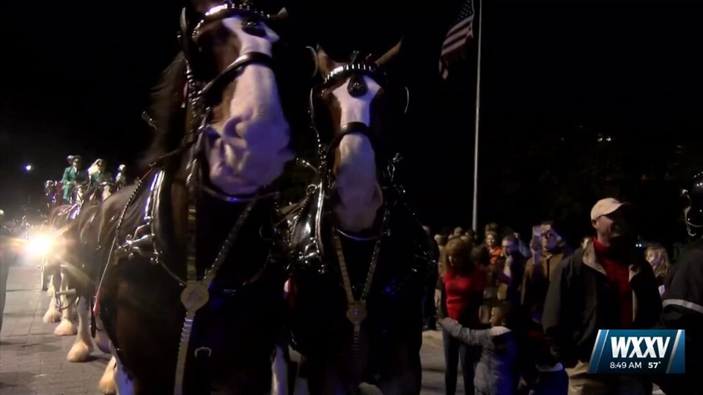 World Famous Budweiser Clydesdales Coming To Town