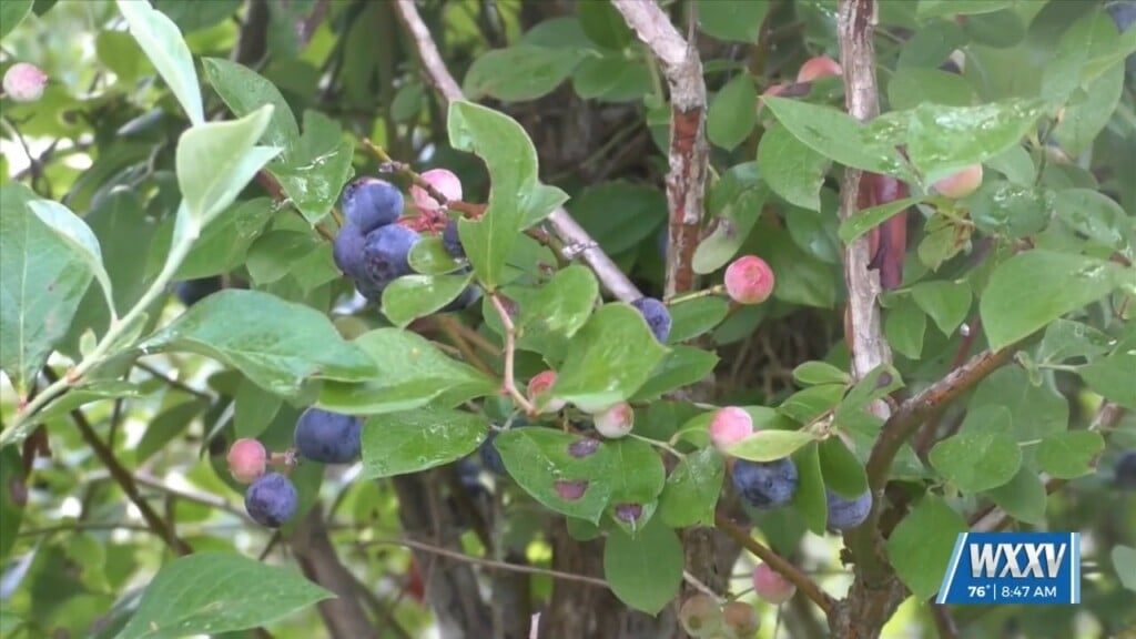 Blueberry Jubilee In Poplarville