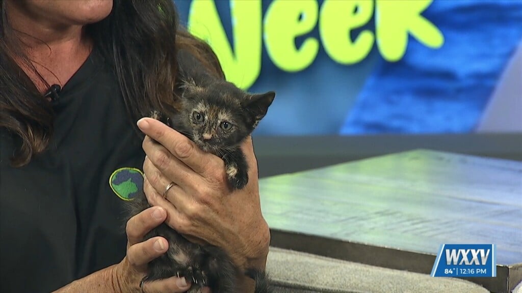 Pet Of The Week: Patty Is Looking For A Forever Home!