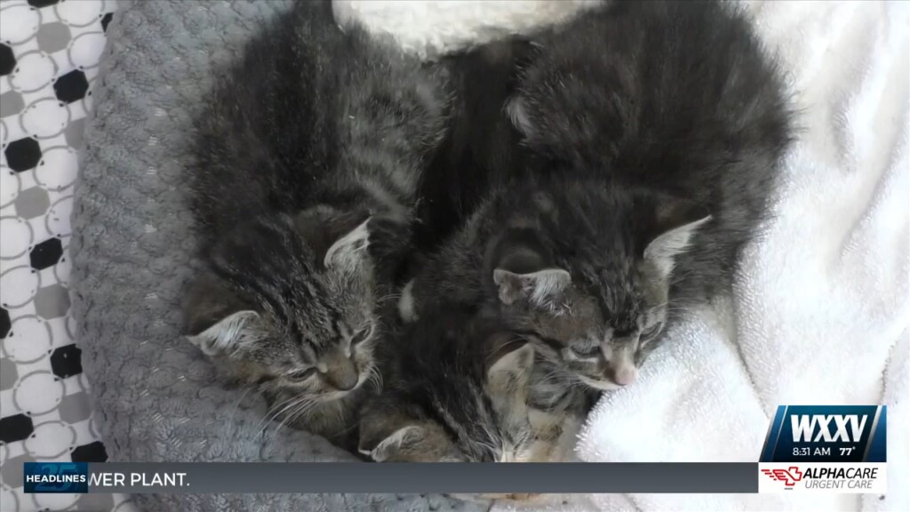 Humane Society Of South Mississippi Looking For Fosters And Volunteers