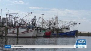 Local Shrimpers Hit The Water For The First Day Of Shrimp Season