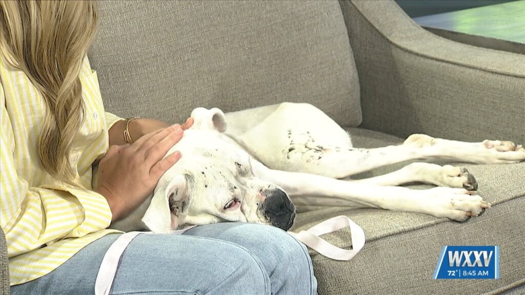 Pet Of The Week: Harley Is Looking For A Forever Home!