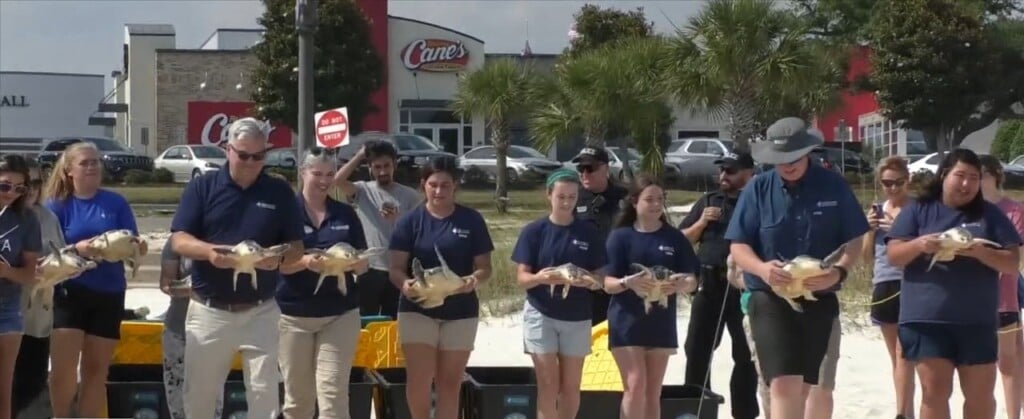 Mississippi Aquarium Releases 13 Kemp’s Ridley Sea Turtles